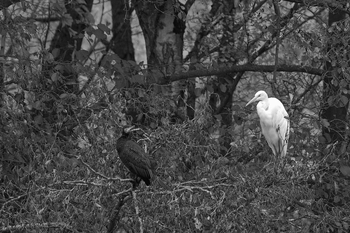 Silberreiher und Kormoran vertragen sich gut