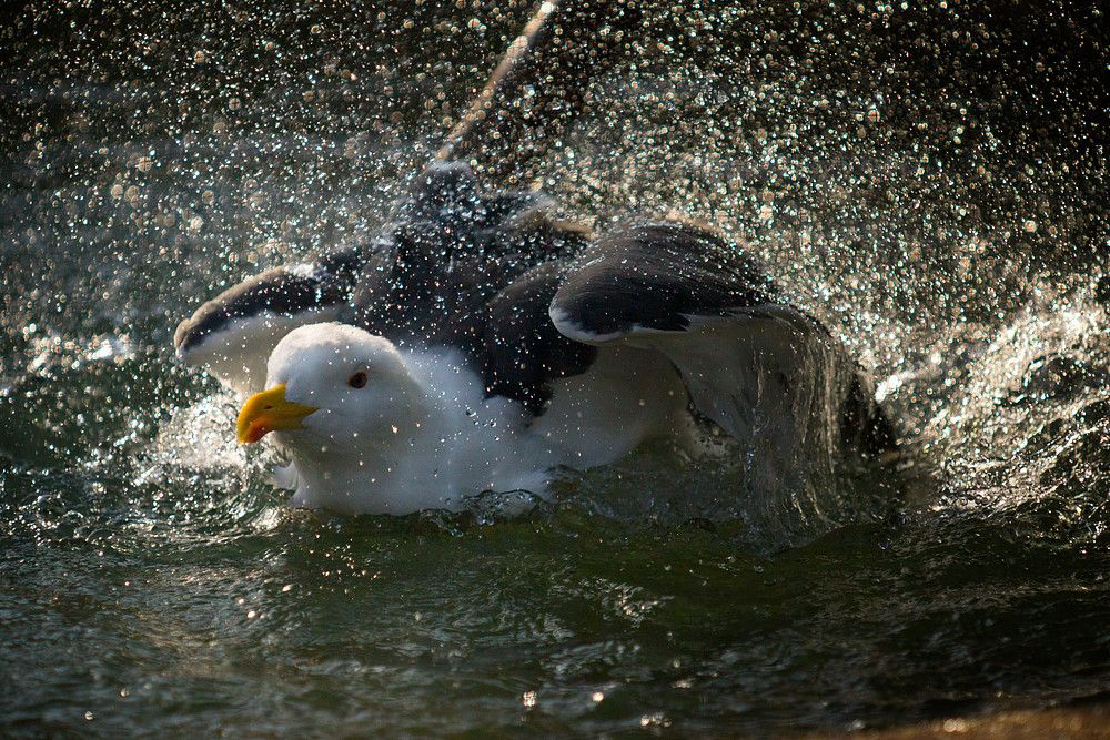 Möwe beim Badespass. Leider war sie hinter Gittern, so dass man dieses im Detail leider wieder findet.

Alpha 77, SAL-70200G