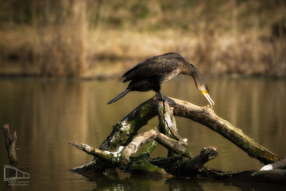 Aufgenommen im Gelsenkirchener Zoo.

Sony Alpha 77, SAL-70400G, ISO 200, f5.6, 1/800s