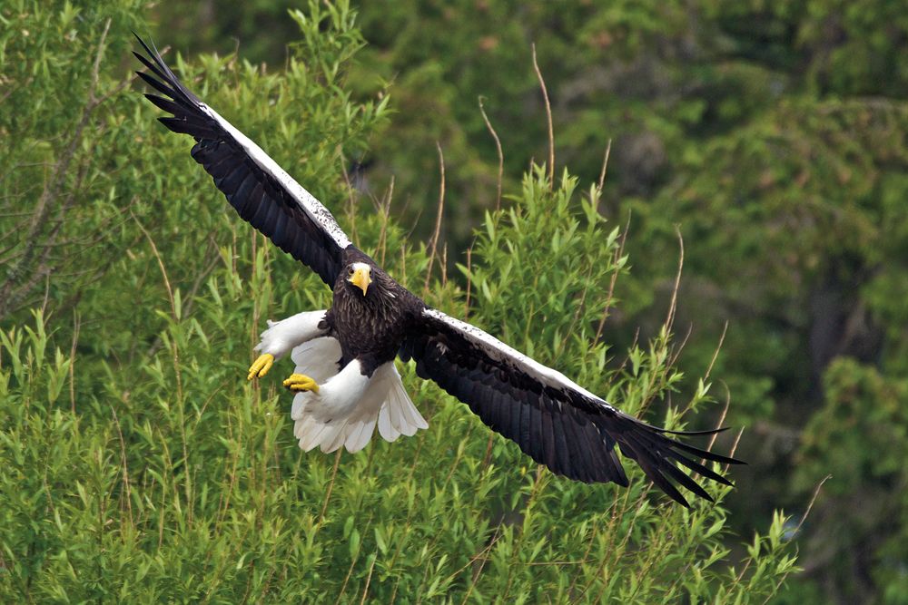Auch Riesenseeadler genannt.