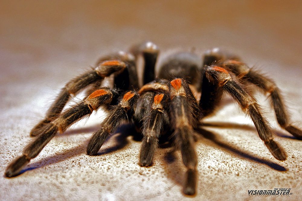 aufgenommen bei einem Vogelspinnenshooting für unseren Spiderlinge.de Kalender 2008