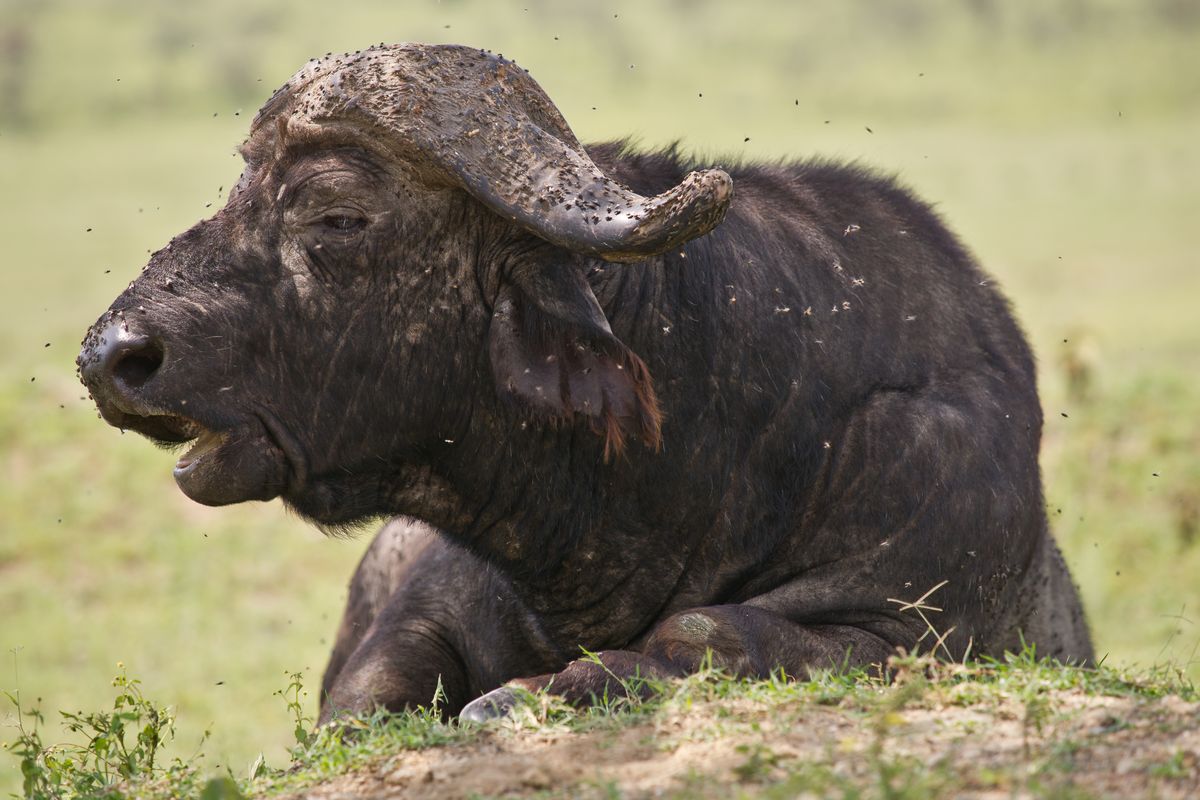 Winzige Fliegen belagern einen Büffel. Aufgenommen in Kenya. 
Sony Alpha 850, SAL-70200G, ISO 200, f4.0, 1/400s, 180mm. Wegen den Vorgaben zum Upload musste ich das Bild verkleinern und in jpg umwandeln. Das Original liegt im RAW vor.