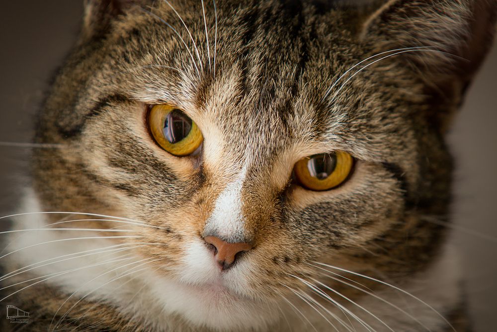 Wenn man kein anderes Model zur Verfügung hat, dann muss halt die Hauskatze her halten. Aber nur auf der Basis TfKaFu. ;-)