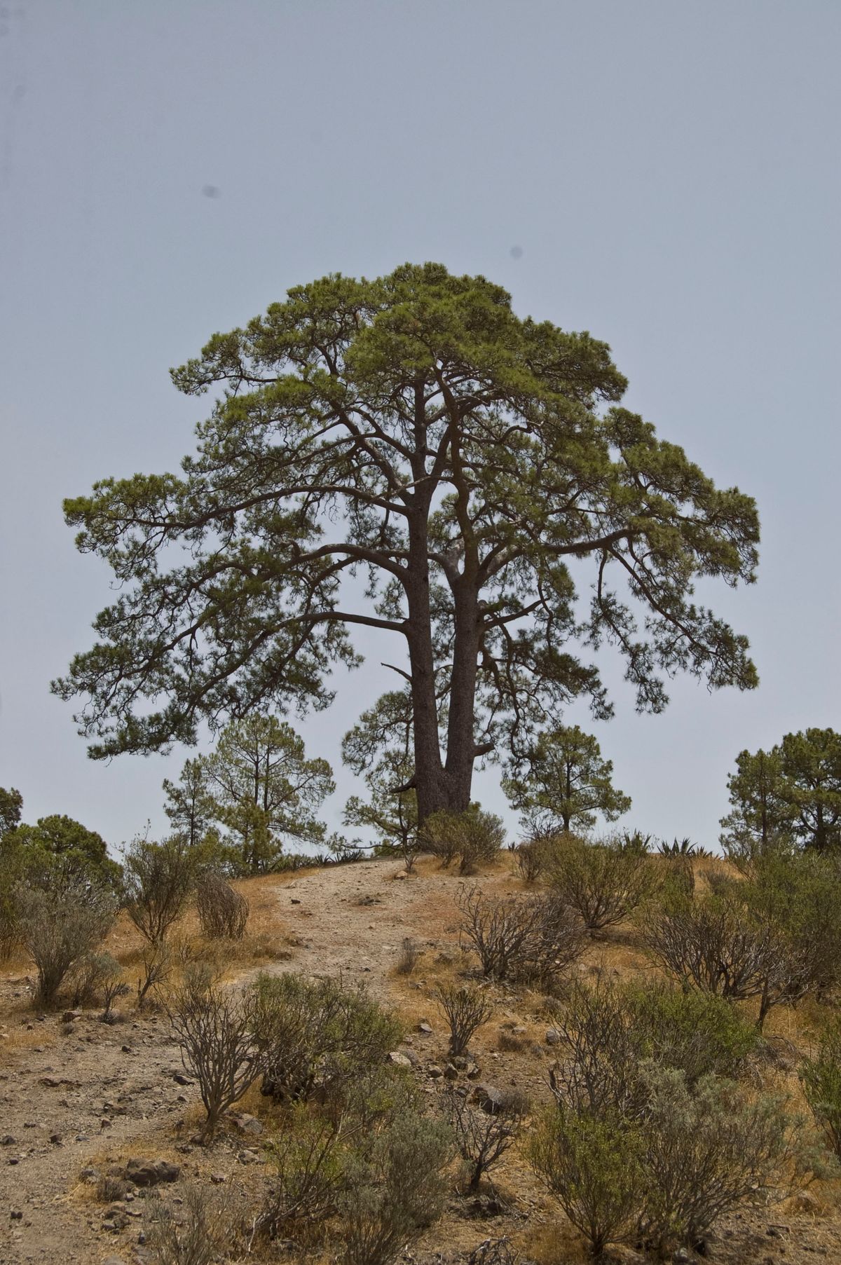 El árbol de Casandra. Sobre este árbol existe una leyenda un tanto macabra de la muerte de una niña que ahora dicen se aparece en las noches de luna llena de agosto.